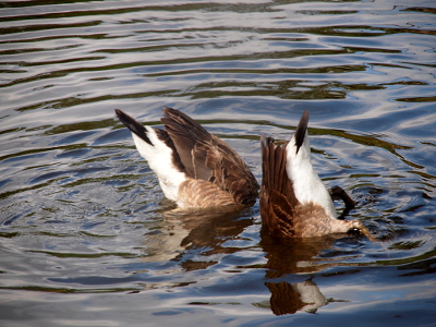 [Two geese beside each other in the water have their hind ends in the air while the rest of their bodies are submerged. The goose on the right is completely vertical while the one on the left is at a slant towards the left.]
